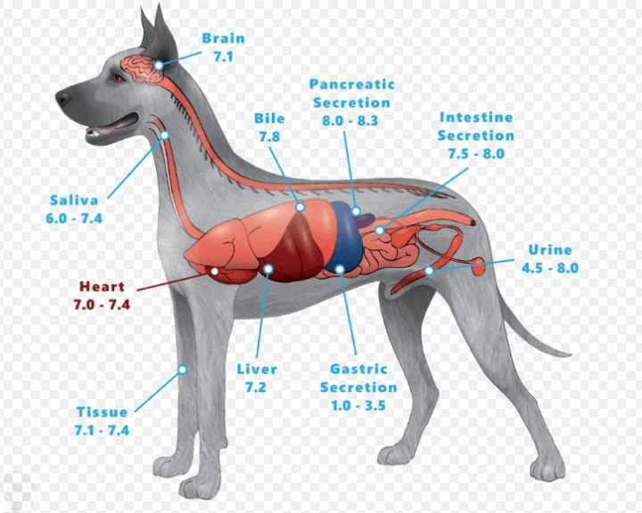 Can Dogs Use Human Shampoo