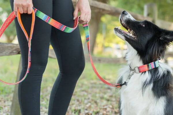 Chaco Dog Collars