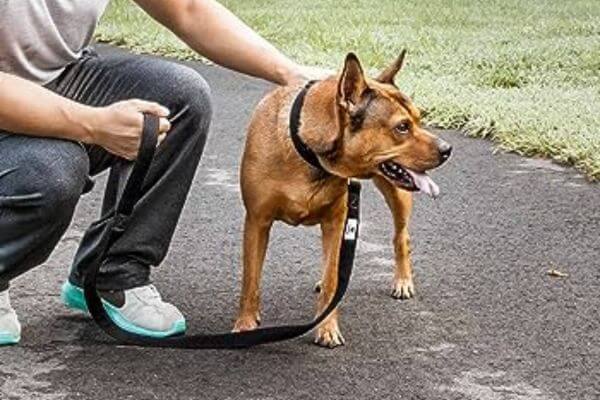 Chaco Dog Collars