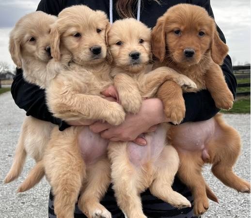 chicago craigslist pets