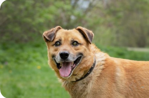 chicago craigslist pets