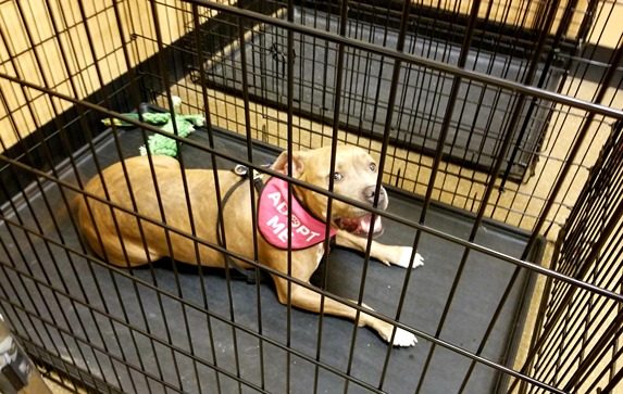 Westchester-Kennel-Club