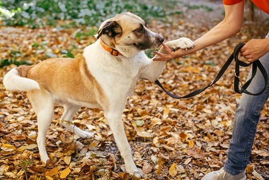 Westchester-Kennel-Club