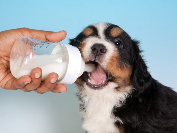 feeding dog