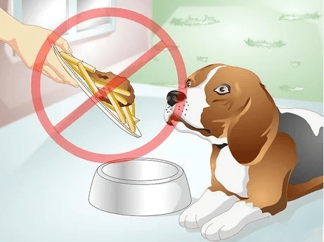 do dogs fart 