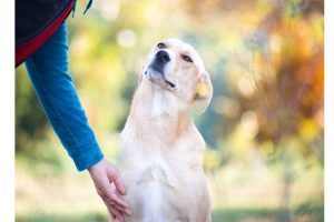 dog adoption