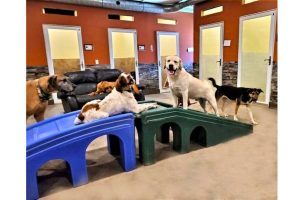 dog boarding in Portland