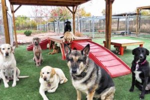 dog boarding services in Portland