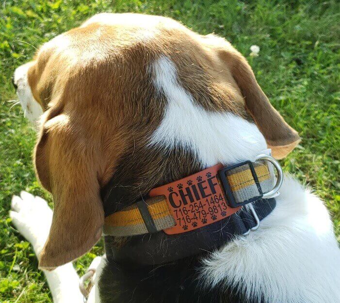 dog collar with name plate
