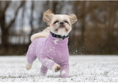 dog recovery suit