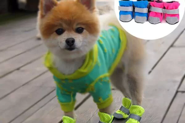 dog shoes for summer 