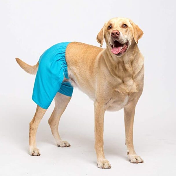 Dog Shorts