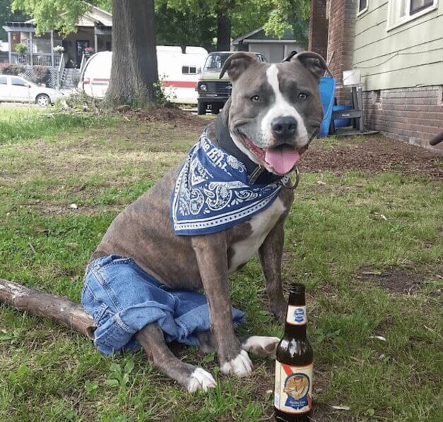 Dog Shorts