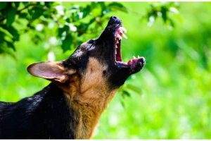 dogs ability to sense evil
