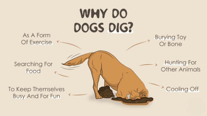 dogs digging behavior