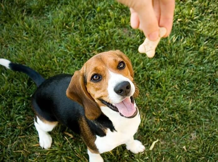 dogs digging behavior