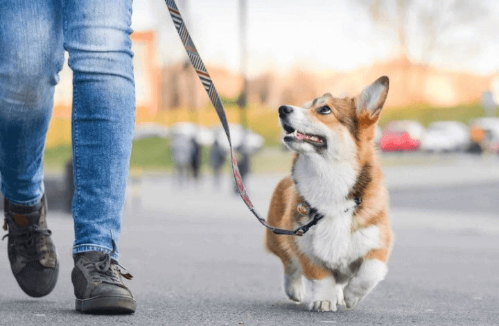 dogs digging behavior