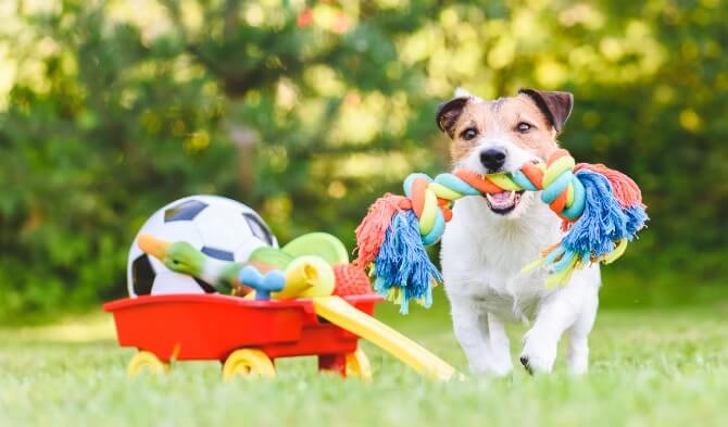 dogs digging behavior