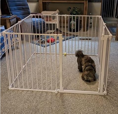 dogs digging behavior