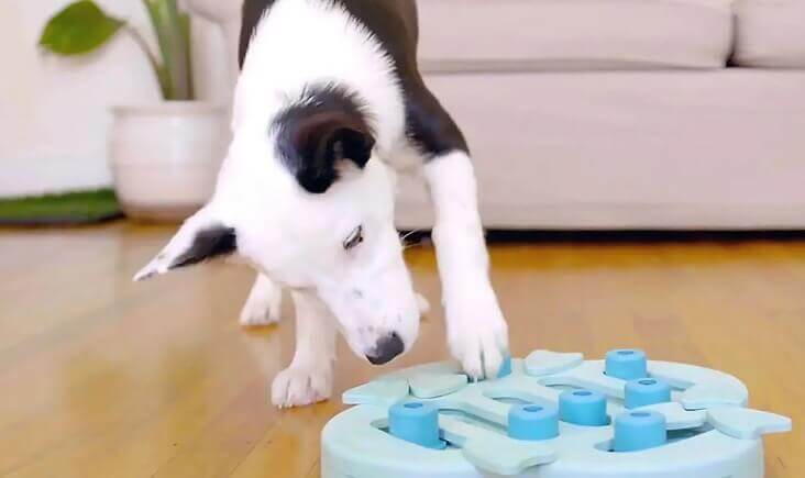 dogs digging behavior