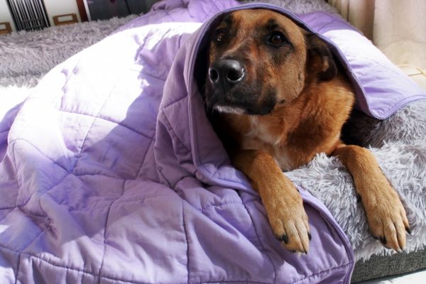 Weighted Blanket
