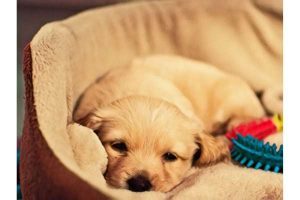 first night with a puppy