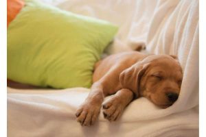 first night with a puppy