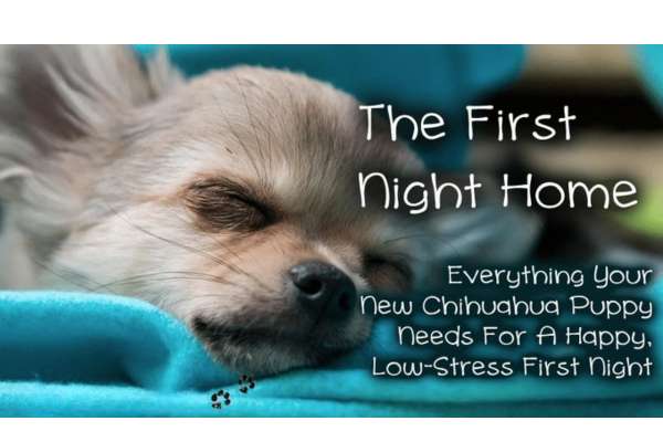 first night with puppy
