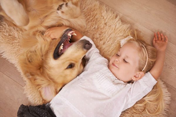 Female Golden Retrievers