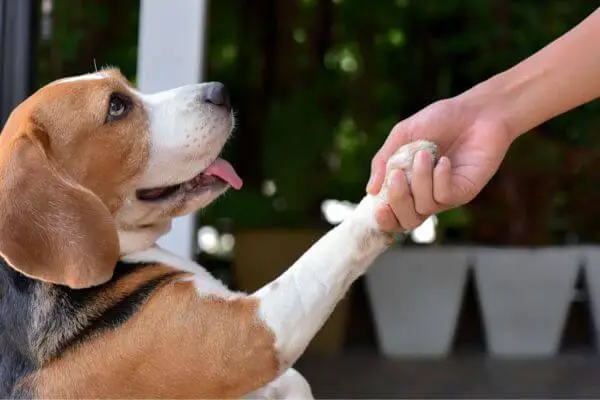 housetraining-your-new-puppy-is-to-understand-their-signals-1