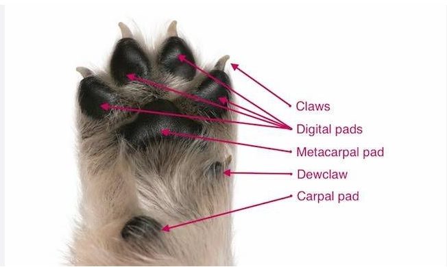 how many toes does a dog have 