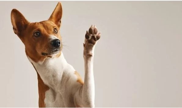 how many toes does a dog have