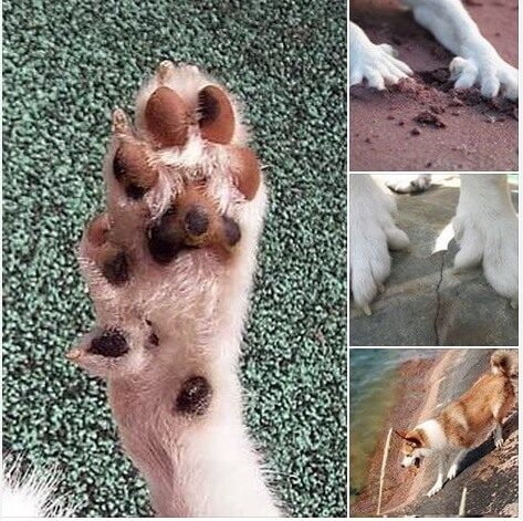 how many toes does a dog have