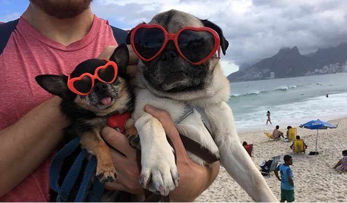 how to travel with a dog