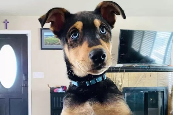 husky-doberman2
