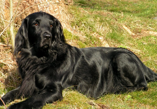 lack Golden Retriever