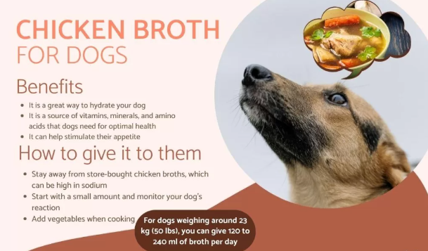 Can Dogs Eat Chicken Broth? The Healthy Benefits and Risks