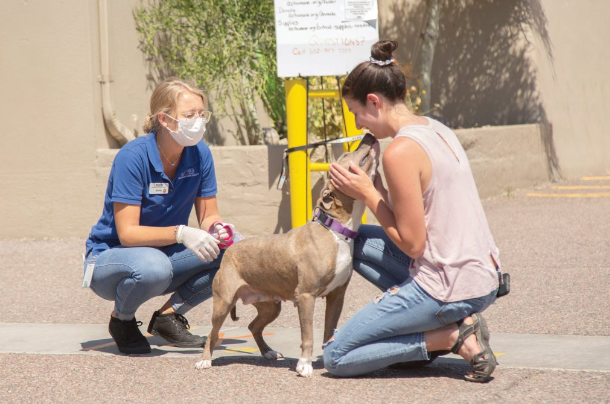 Phoenix Animal Shelter: Adopt a Loving Pet Today