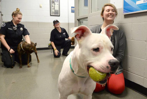 Charlotte Animal Shelter: Find Your Furry Friend Today