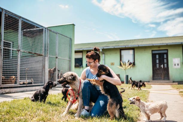 Bright Eyes Dog Rescue