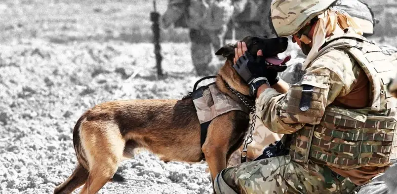 Military Dogs