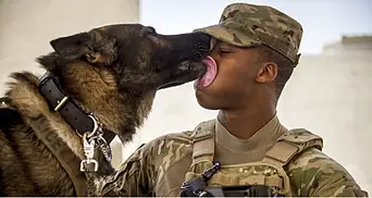 Military Dogs