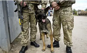 Military Dogs