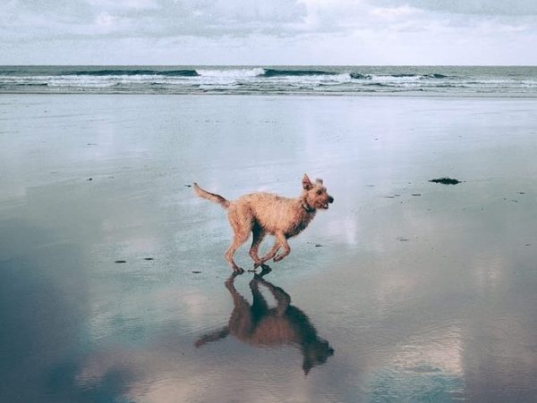 dog running