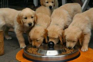 puppy food to adult food