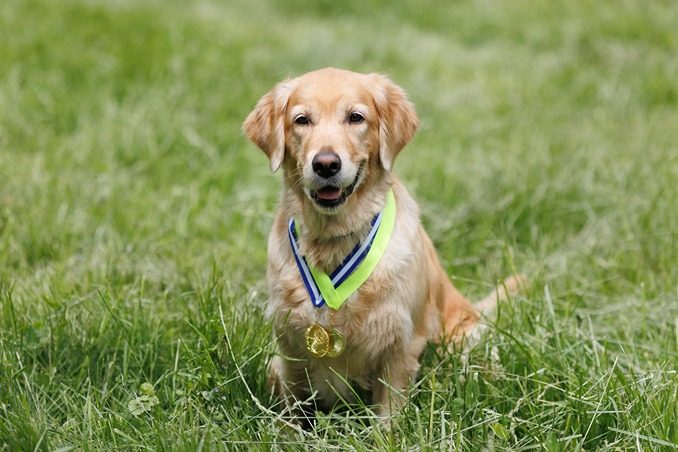 Putnam-Kennel-Club
