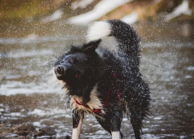 shivering in dog