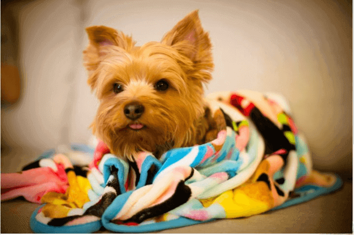 shivering in dogs