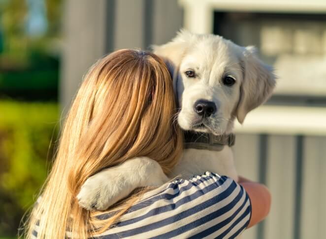 shivering in dogs