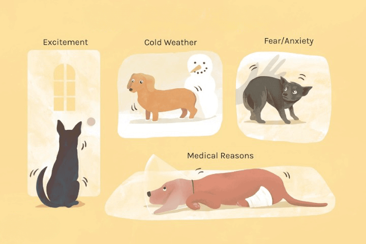 shivering in dogs